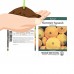 Sunburst Hybrid Summer Squash Garden Seeds - 100 Seeds - Non-GMO - Vegetable Gardening Seed   565650973